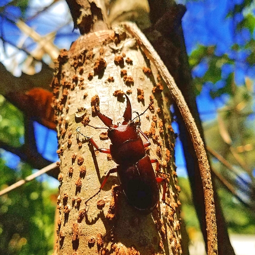 クワガタ写真 7